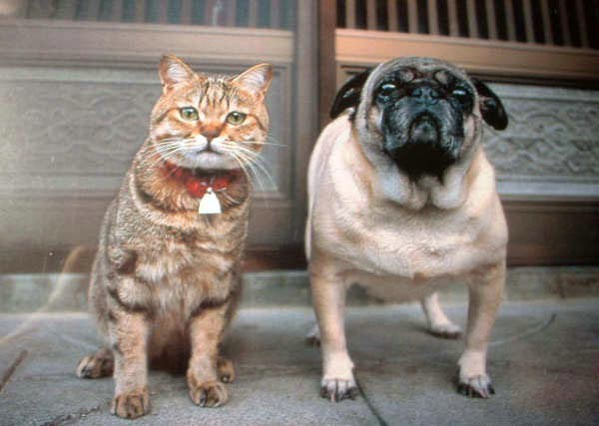 599x426, 52 Kb / Кот и Пес