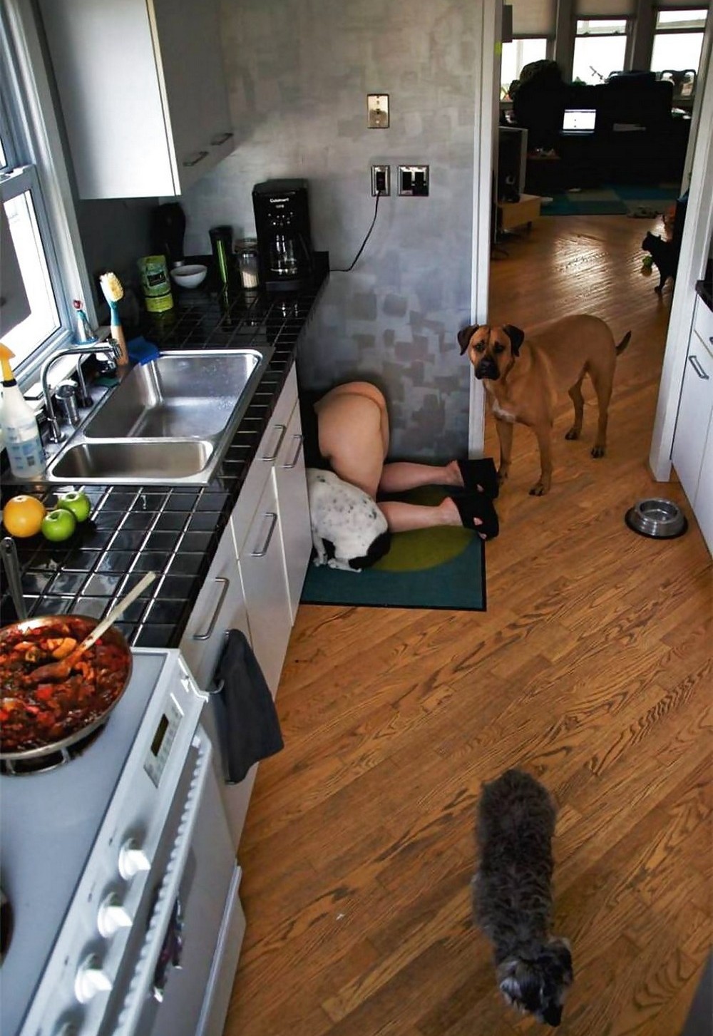 1000x1453, 284 Kb / кухня, утварь, фрукты, собака, кошка, жопа, задница