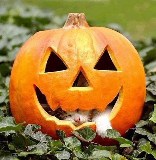 520x535, 141 Kb / котёнок, тыква, хэллоуин