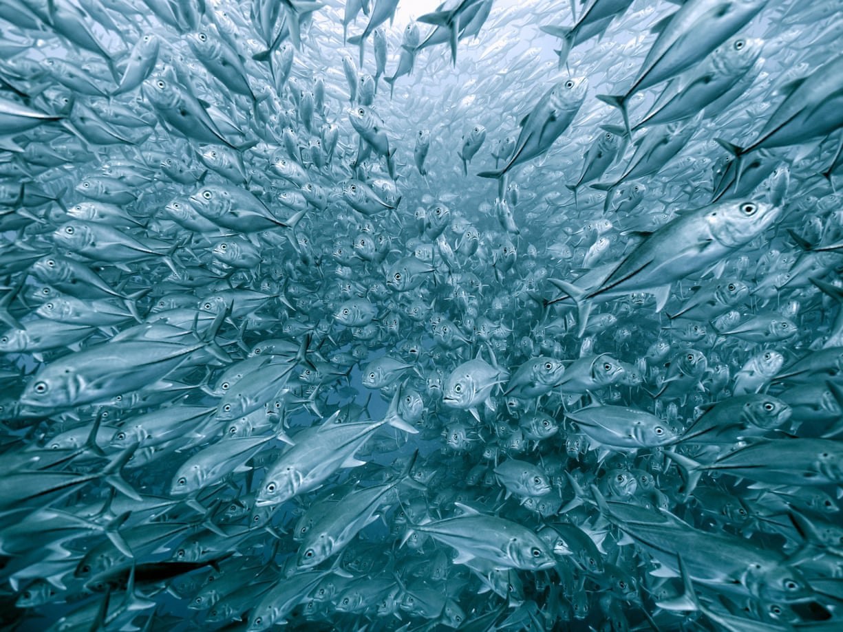 1225x919, 271 Kb / стая, косяк, рыбы