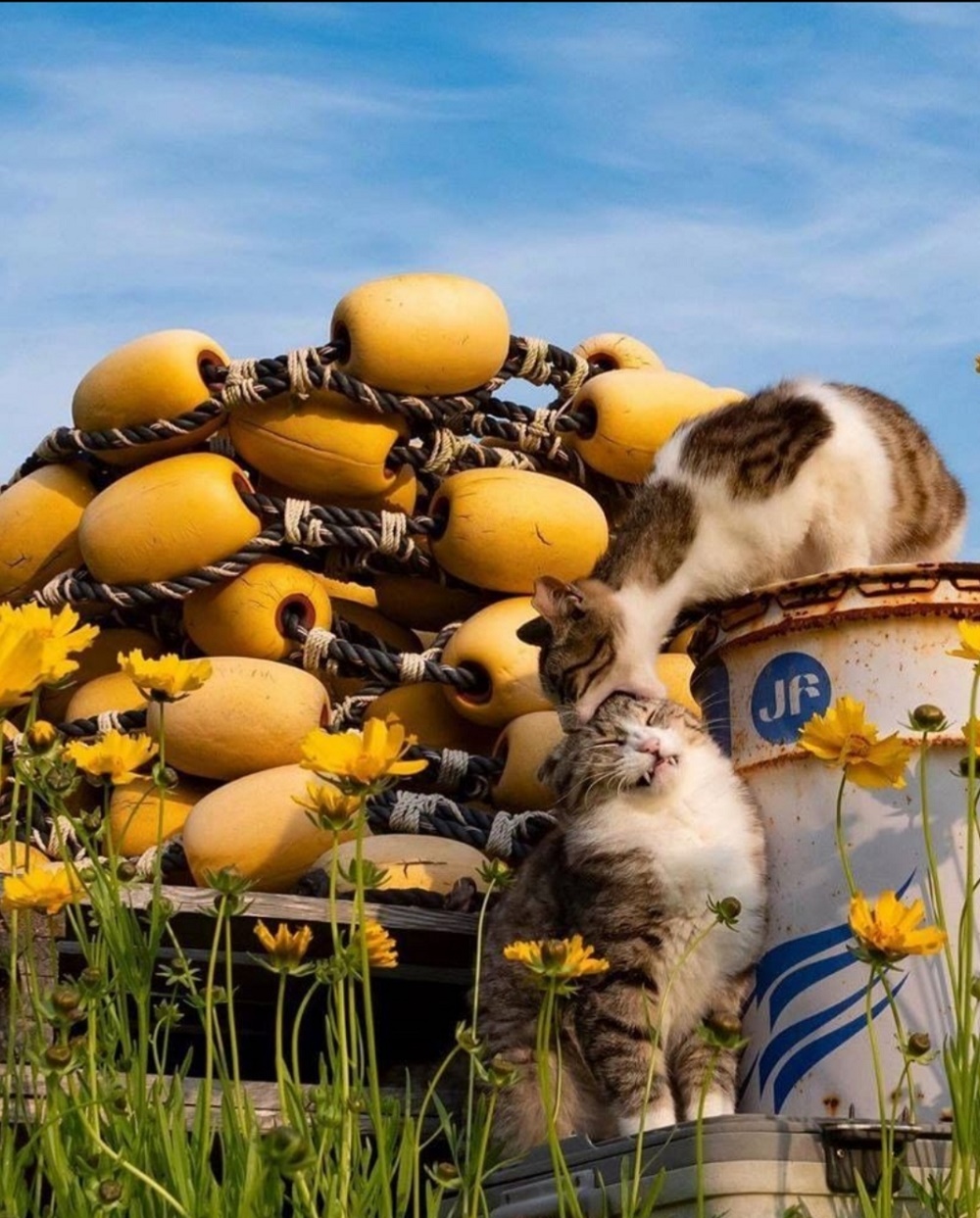 1000x1243, 361 Kb / кот, кошка, цветы, бочка, поплавок, ведро, хрень, кусь