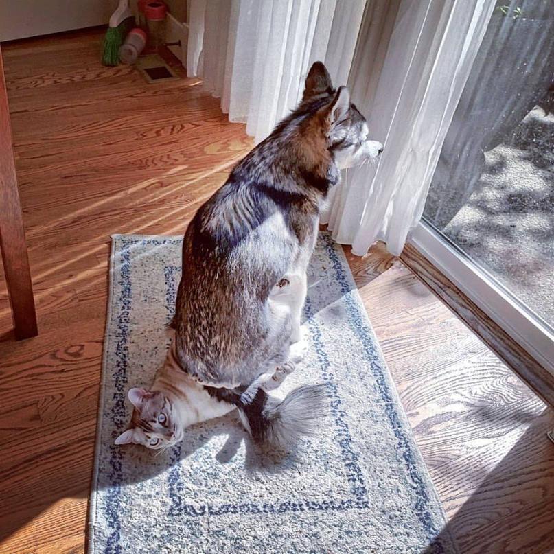 807x807, 129 Kb / собака, кошка, ковёр, окно