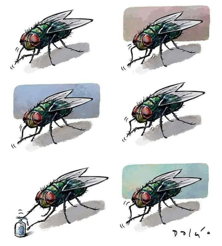 720x799, 74 Kb / муха, лапки, антисептик