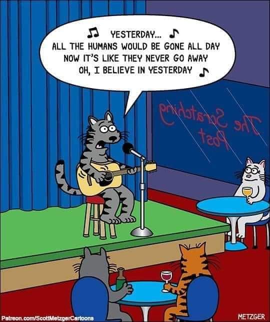 540x643, 48 Kb / кот, песня, Yesterday, бар, вино, стул, микрофон, metzger