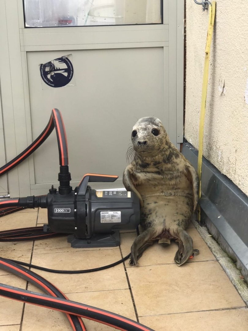 810x1080, 133 Kb / тюлень, насос