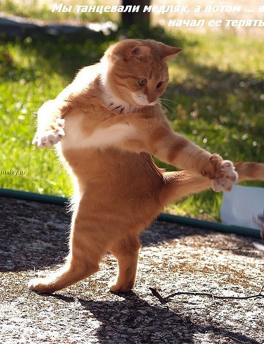 538x700, 147 Kb / кот, медляк