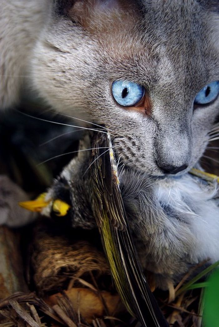 700x1046, 128 Kb / кошка, завтрак