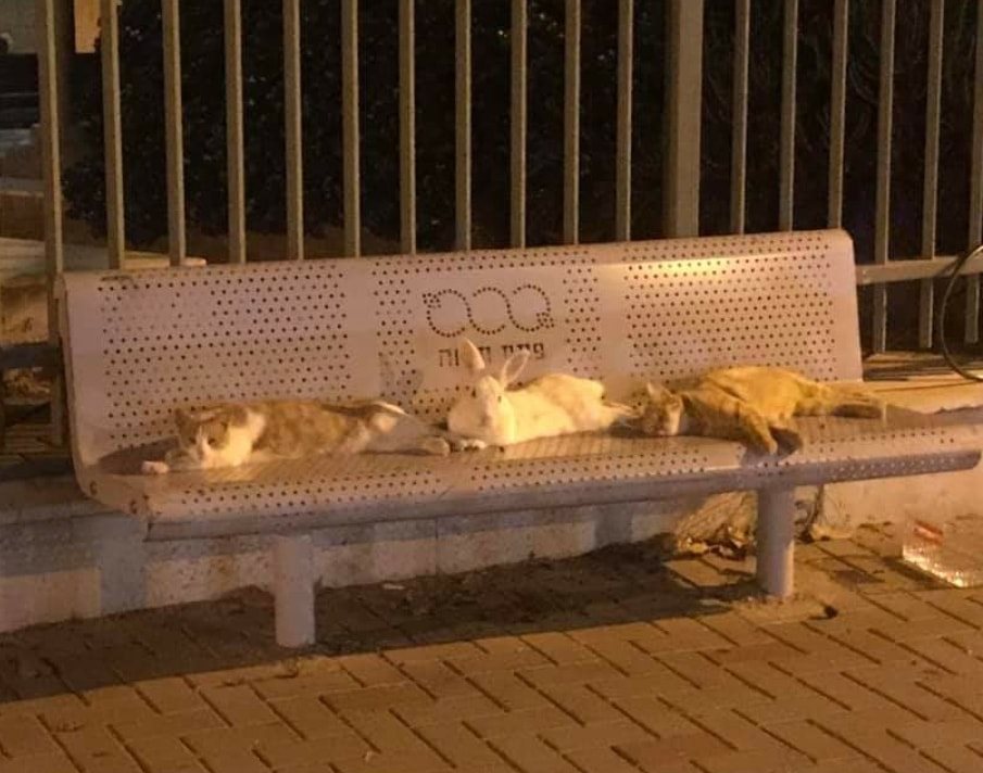 905x712, 96 Kb / скамейка, кролик, коты, Петах-Тиква, Израиль