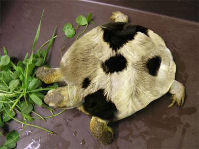 400x300, 19 Kb / черепаха, мех, тюнинг