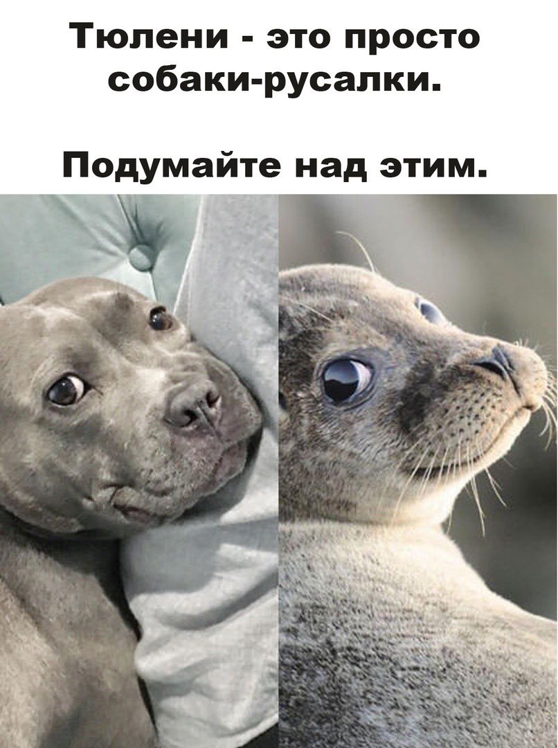 806x1080, 121 Kb / тюлень, собака, русалка