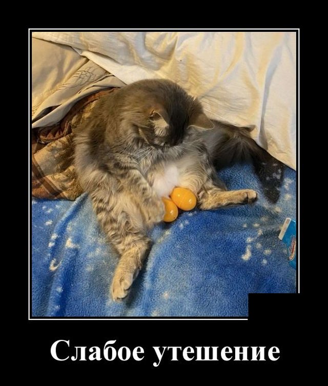 640x753, 85 Kb / кот, яйца, киндерсюрприз