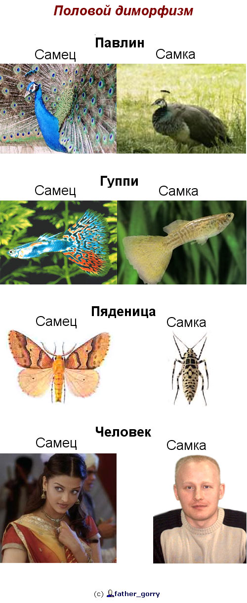 500x1221, 118 Kb / самки, самцы