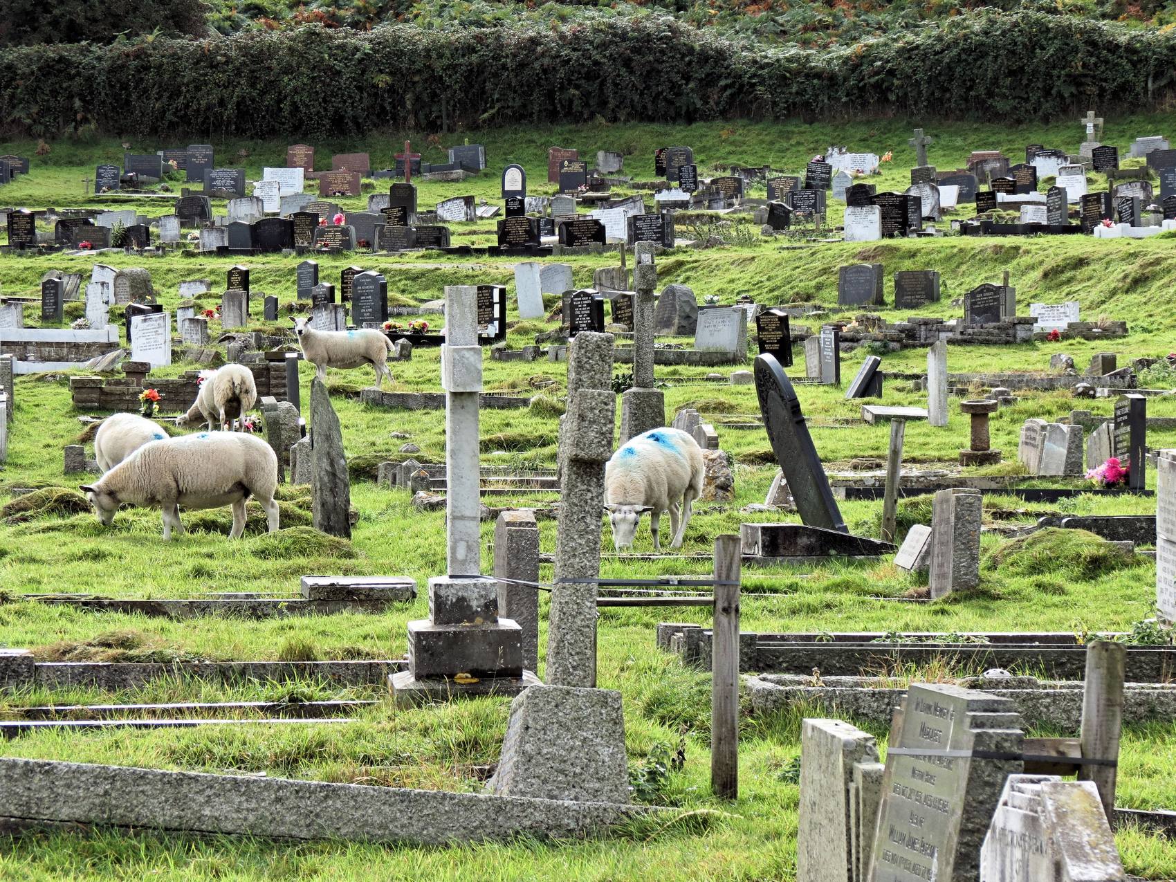 1700x1275, 621 Kb / кладбище, овцы, камни, надгробье, udochristmann