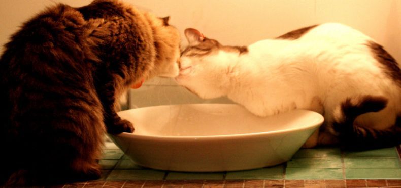 790x372, 35 Kb / кошки, поцелуй