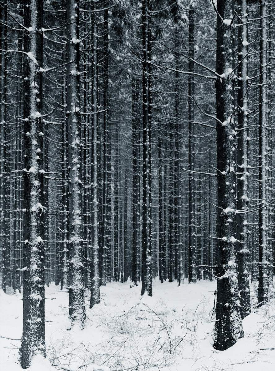 888x1200, 285 Kb / снег, ели, ёлки, лес, Albert Renger-Patzsch