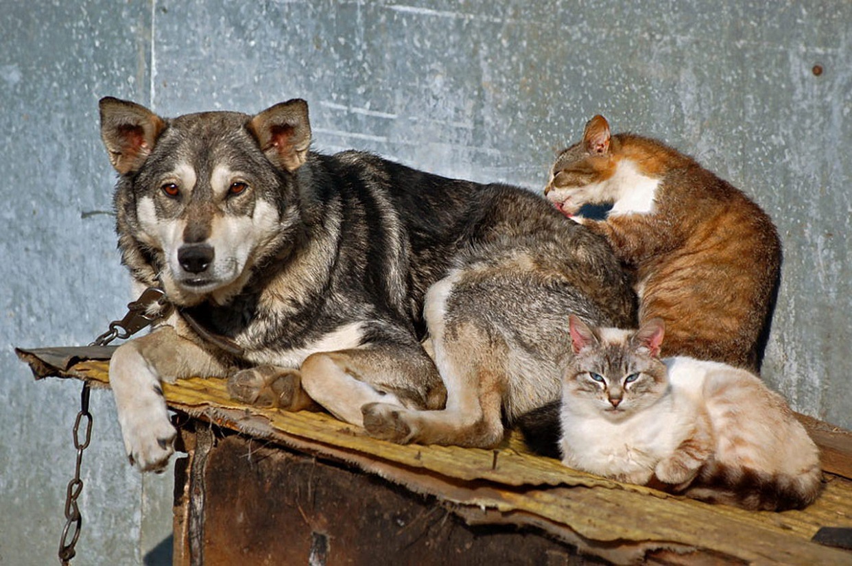 1242x825, 361 Kb / собака, цепь, кошка