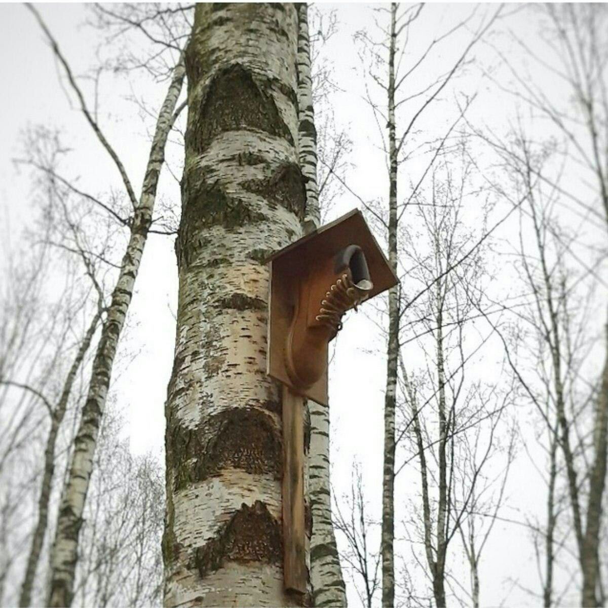 1200x1200, 238 Kb / сапог, скворечник, береза, ботинок