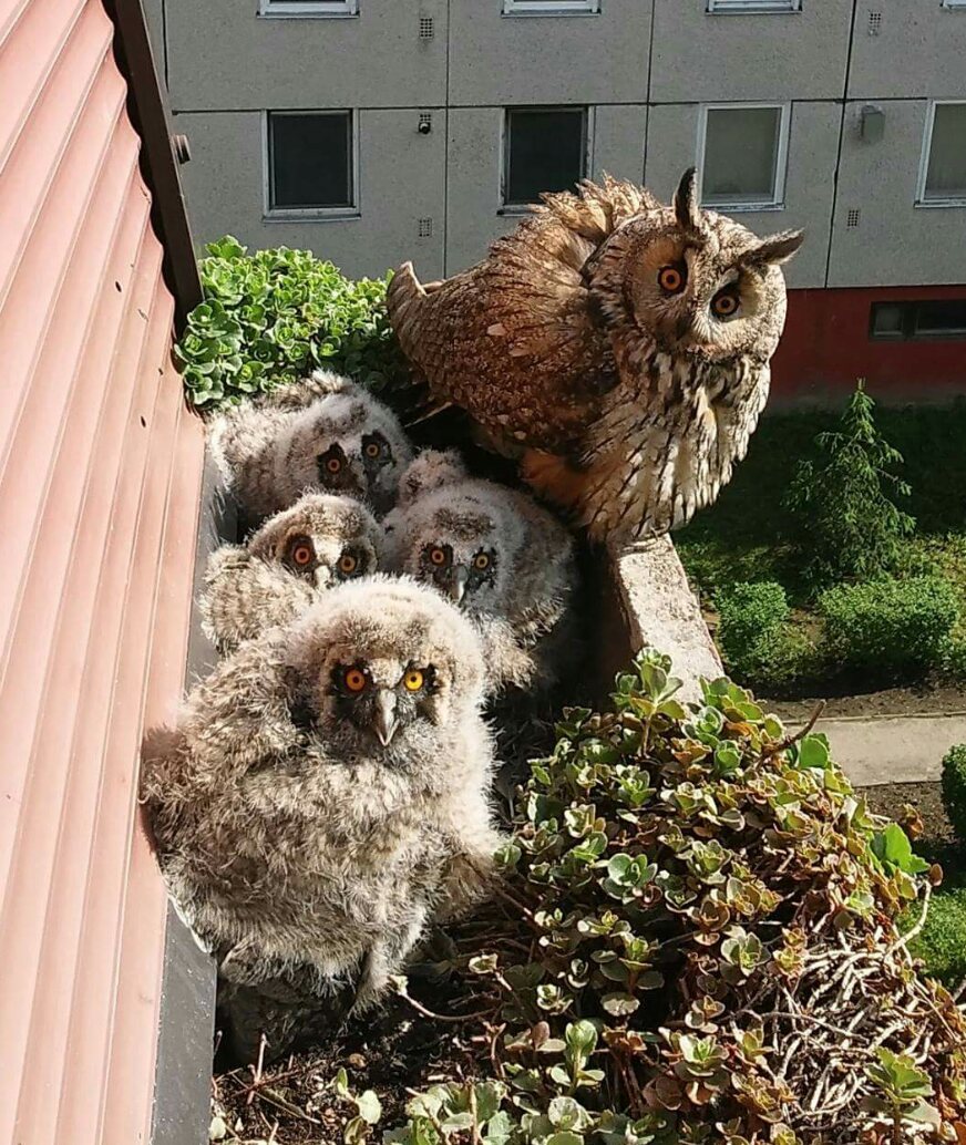 872x1034, 235 Kb / сова, совята, гнездо, роллеты, филин, филинята