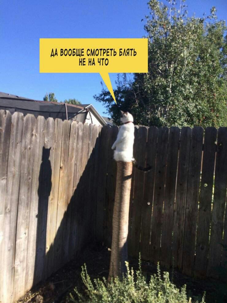 740x987, 117 Kb / кот, забор, столб, ошейник