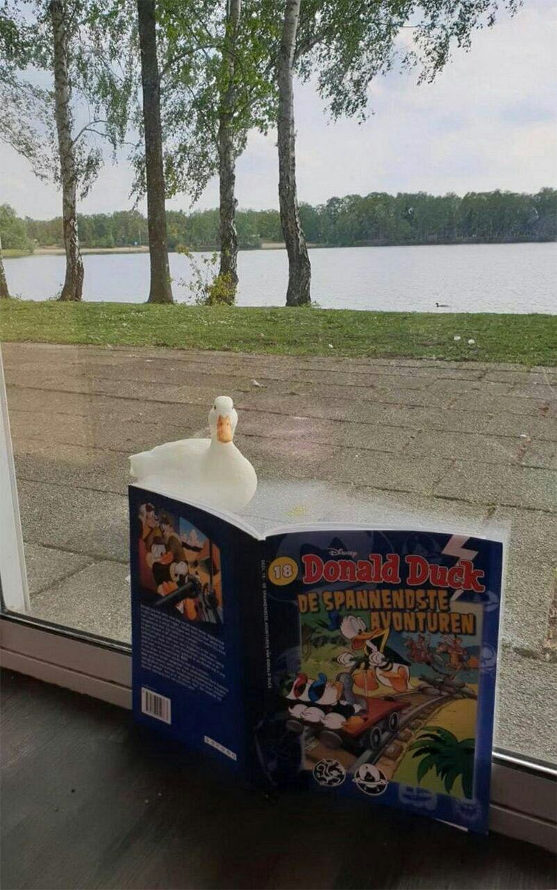 802x1280, 192 Kb / утка, дональд дак, книга