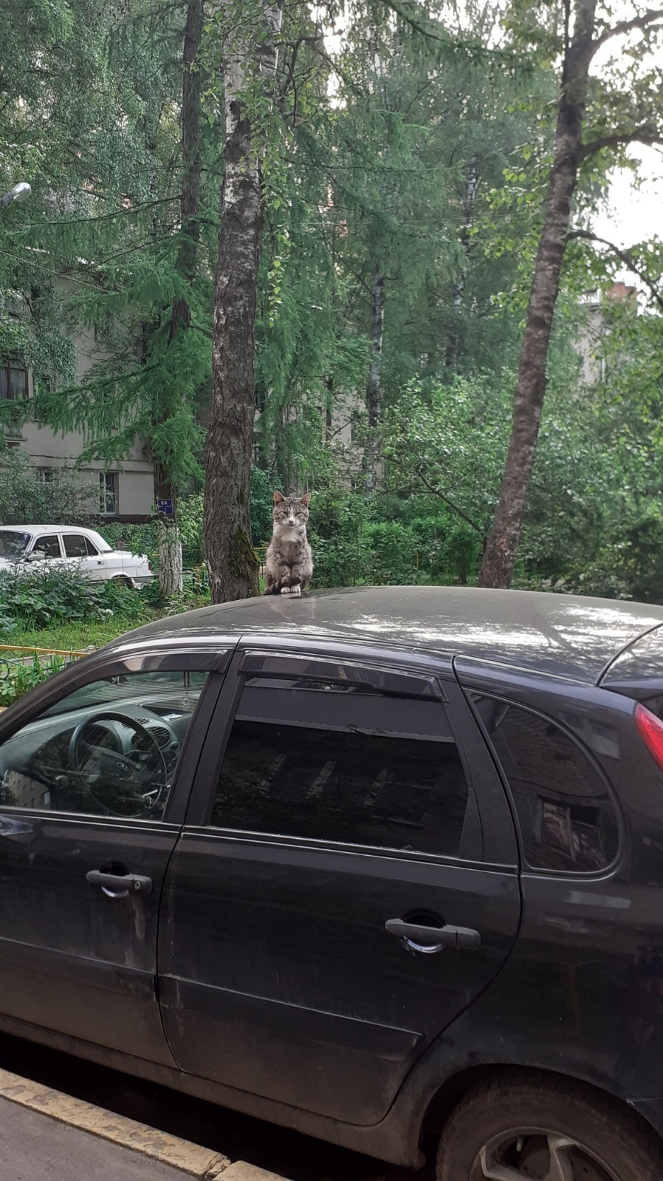 937x1667, 556 Kb / Кот, авто, деревья