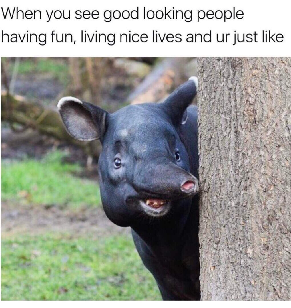 1019x1080, 188 Kb / тапир, взгляд, ствол, дерево