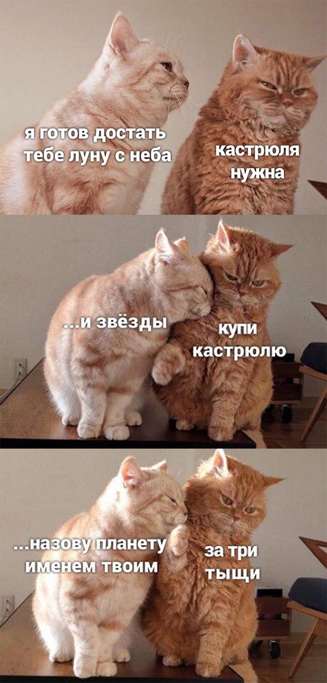 666x1390, 545 Kb / кот, кошка, кастрюля