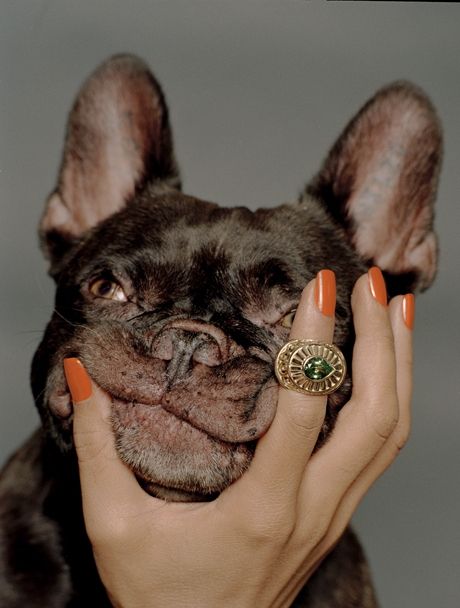 460x608, 45 Kb / собака, бульдог, рука, маникюр, кольцо