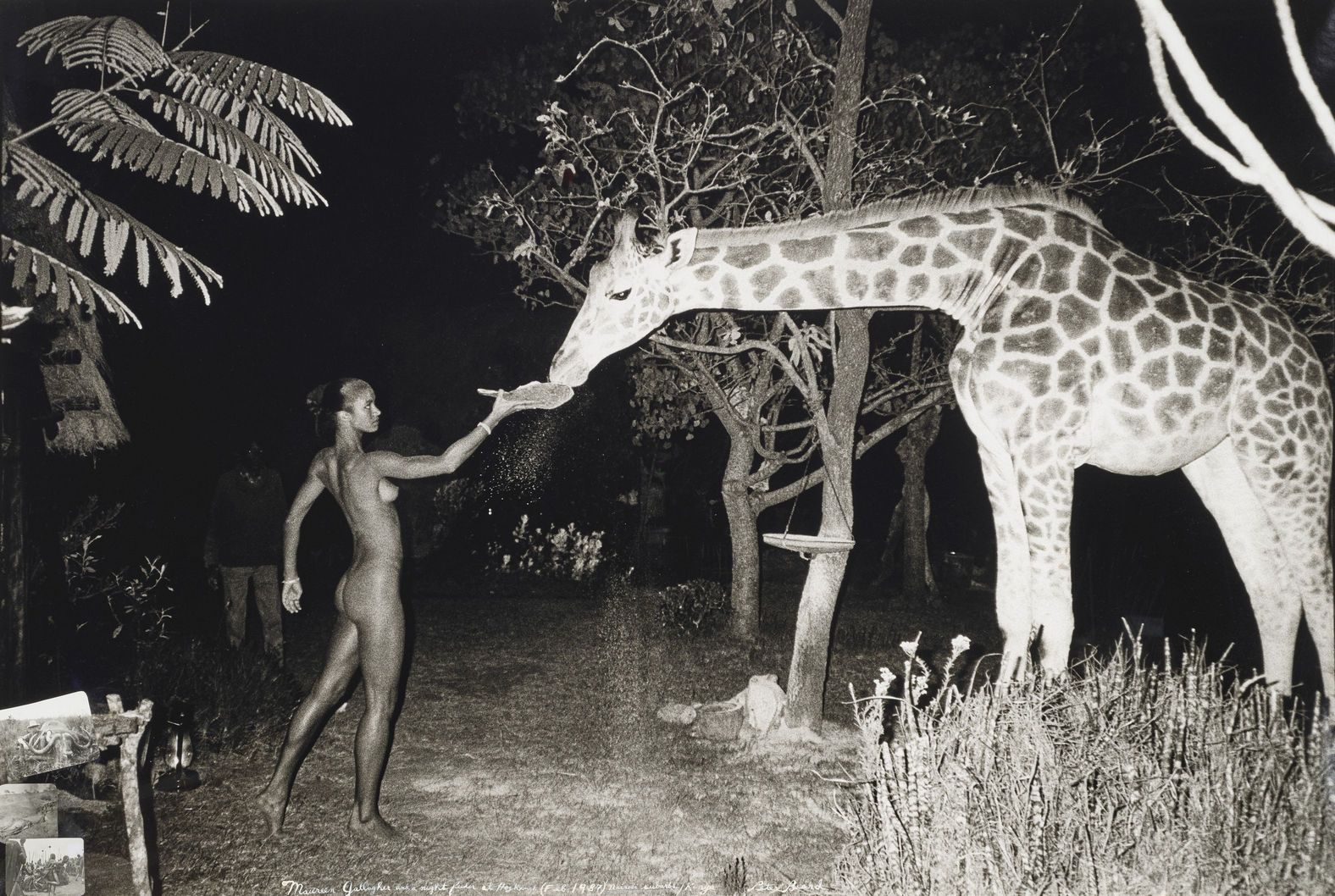 1576x1058, 339 Kb / ч/б, ночь, жираф, голая, Найроби, Кения, Maureen Gallagher, Морин Галлахер