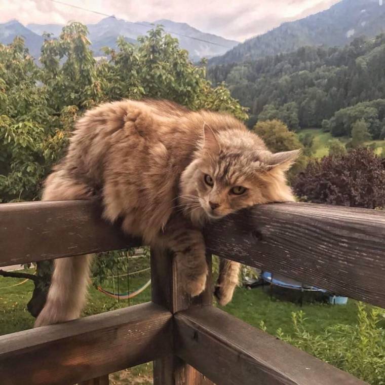 760x760, 76 Kb / рыжий, кот, перила, отдых, даль, горы, зелень, деревья