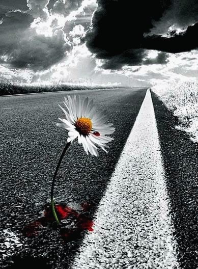 389x528, 76 Kb / цветок, дорога, кровь, глубокий смысл