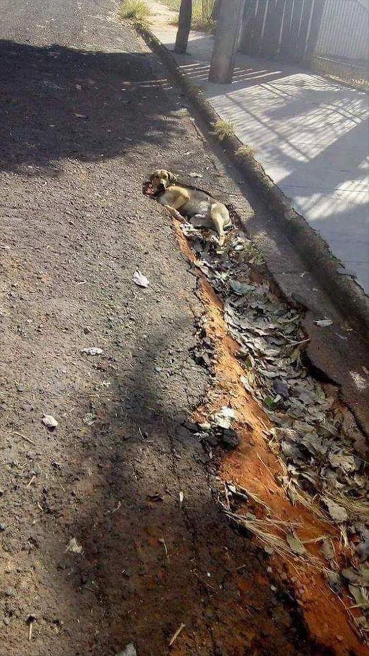 750x1331, 225 Kb / собака, яма, метеорит