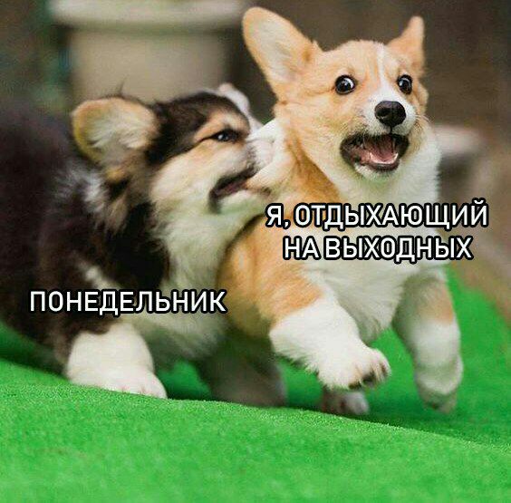 564x555, 73 Kb / понедельник, выходные, корги