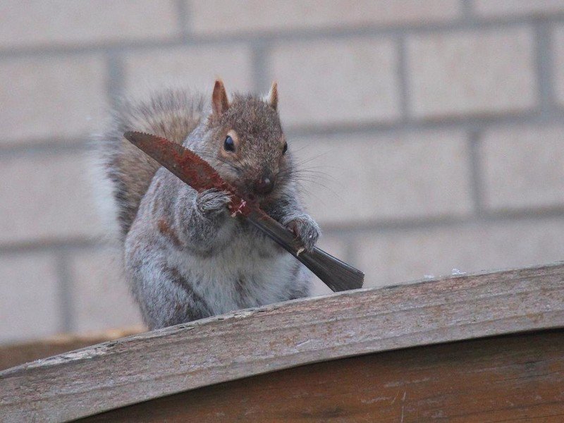 800x600, 80 Kb / белка, нож