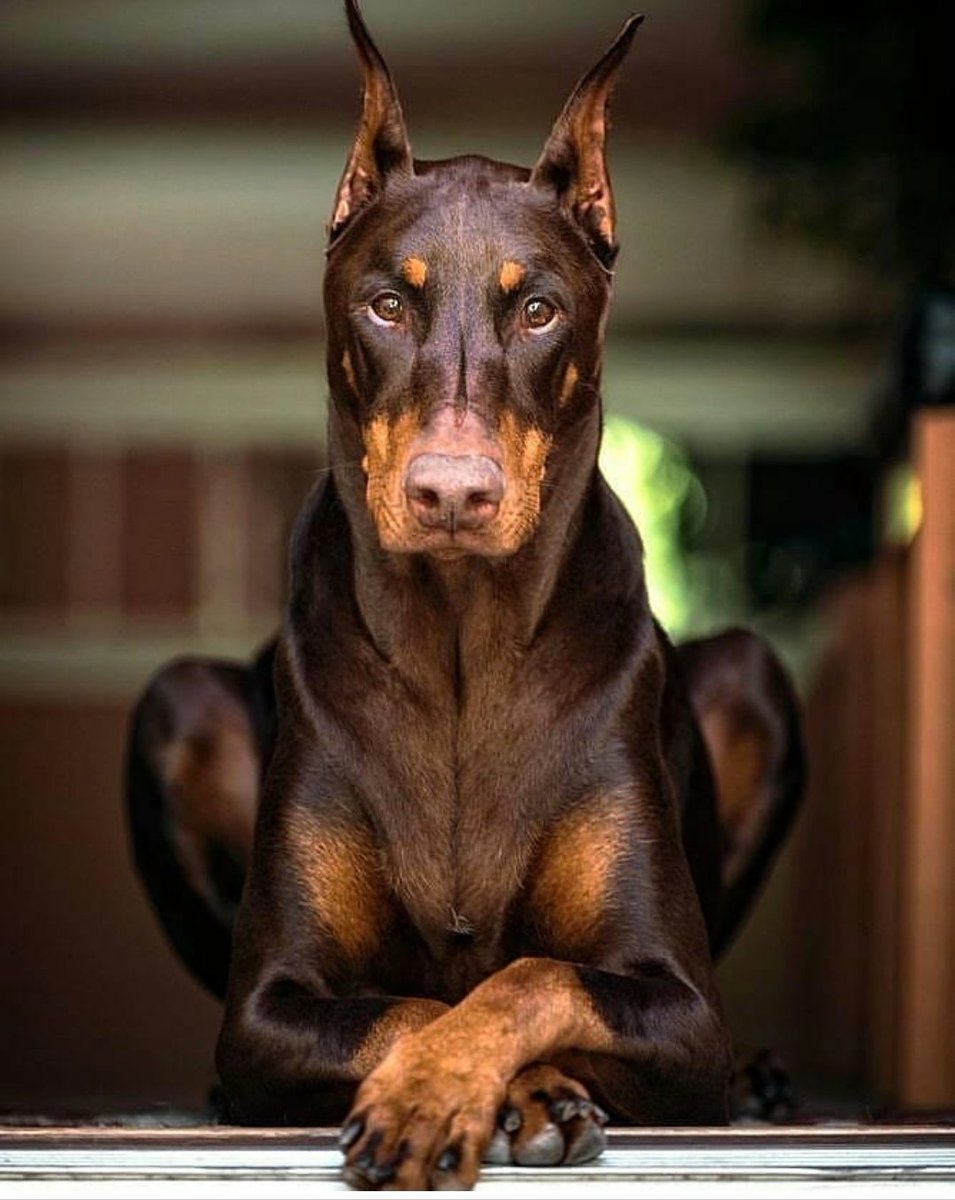 955x1200, 129 Kb / доберман