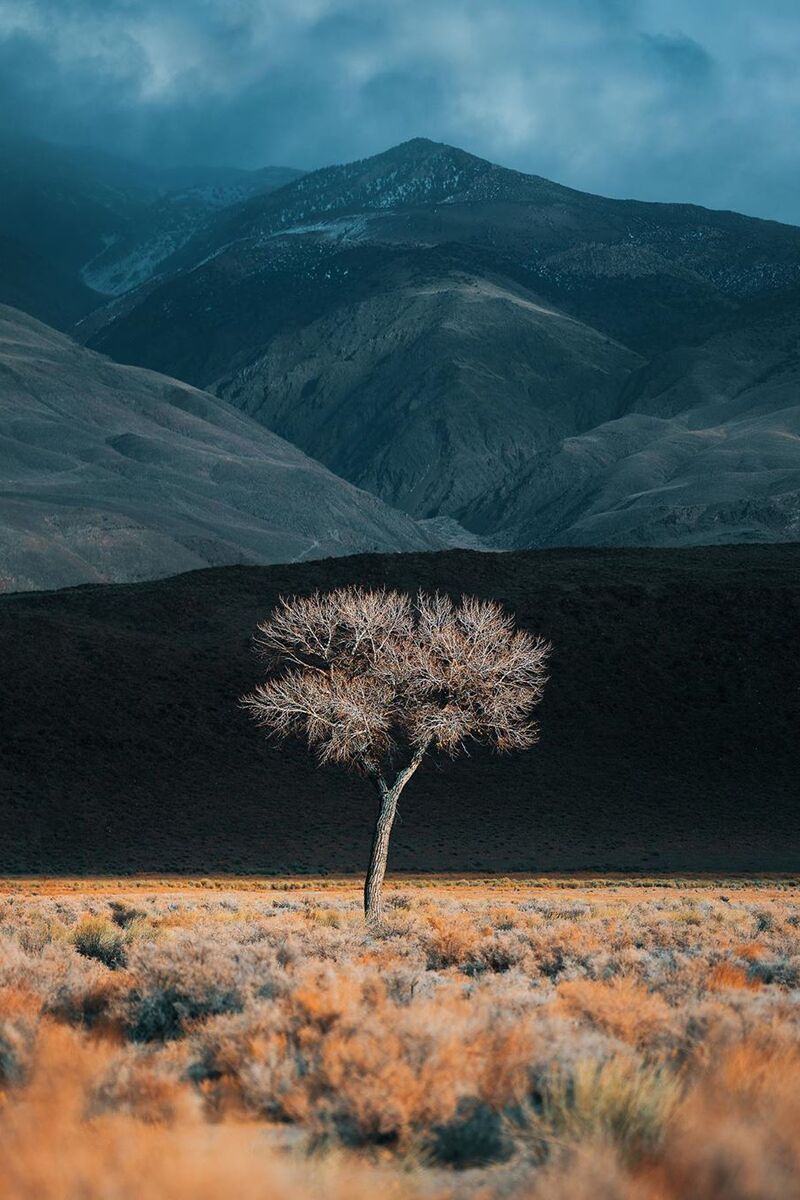 800x1200, 146 Kb / Горы, дерево