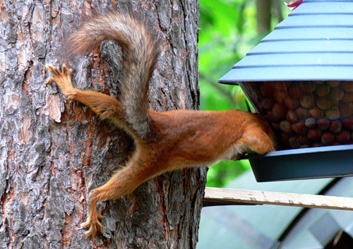 500x353, 72 Kb / белка, орехи