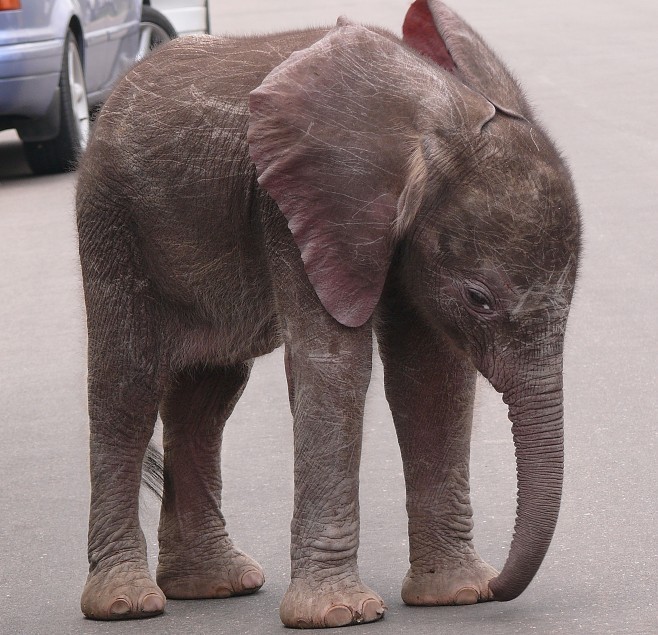 658x635, 121 Kb / слонёнок