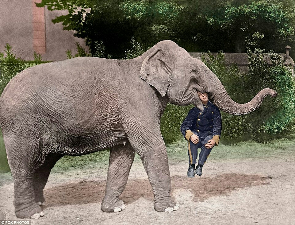 962x733, 389 Kb / слон, дрессировщик, трюк