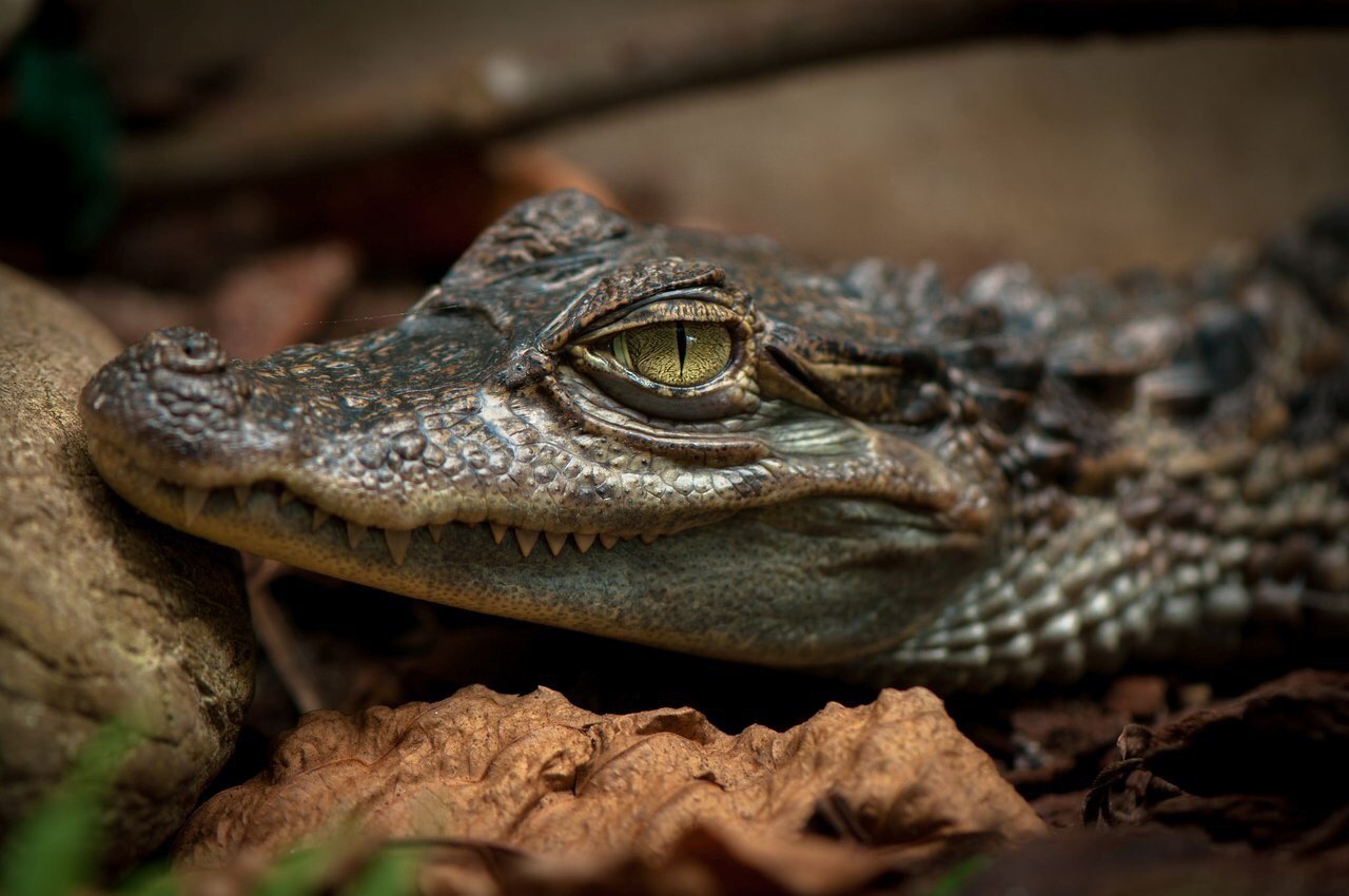 1280x850, 163 Kb / Аллигатор, крокодил