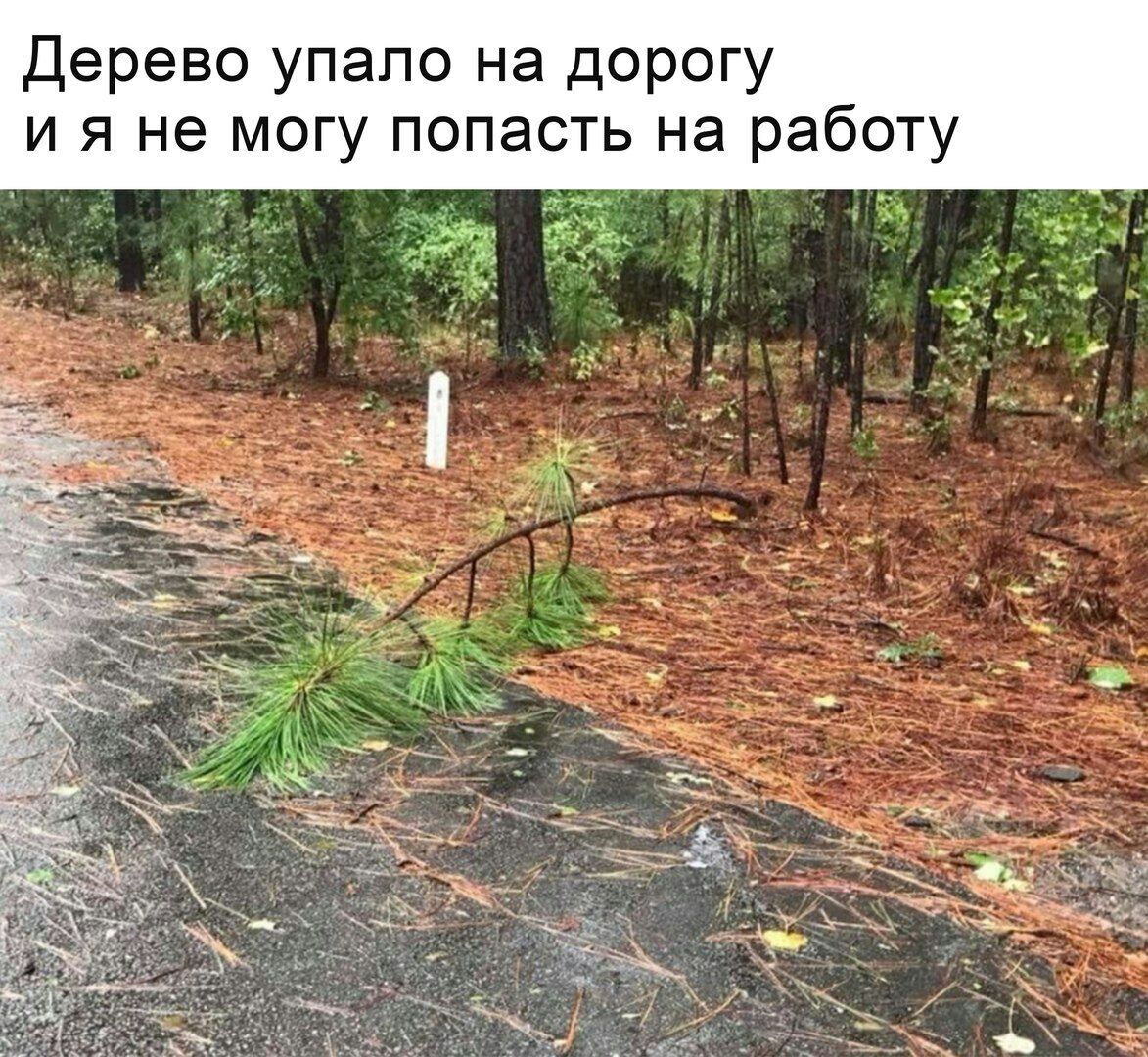 1173x1080, 315 Kb / дерево, сосна, дорога