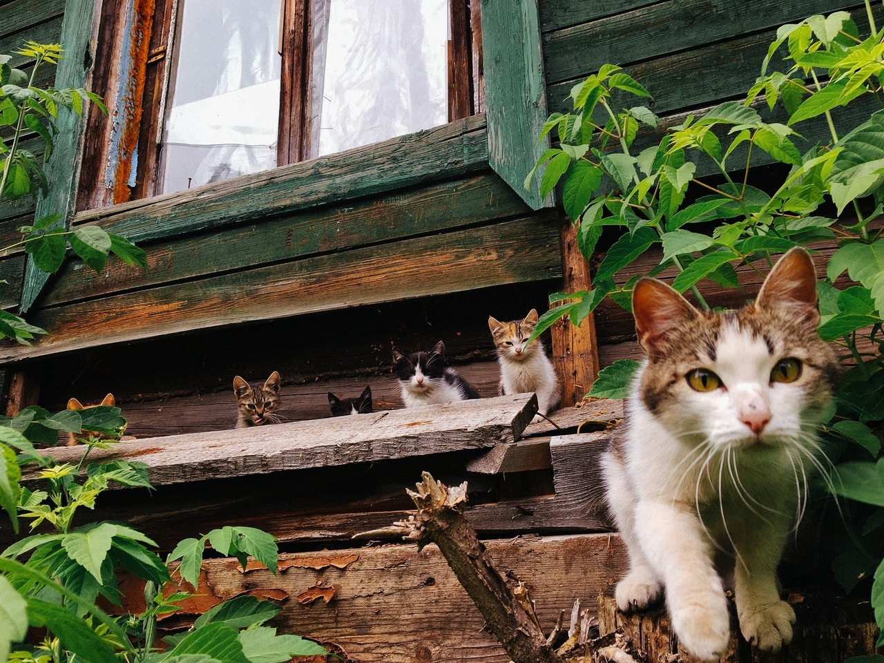 1280x960, 557 Kb / коты, окно, котята