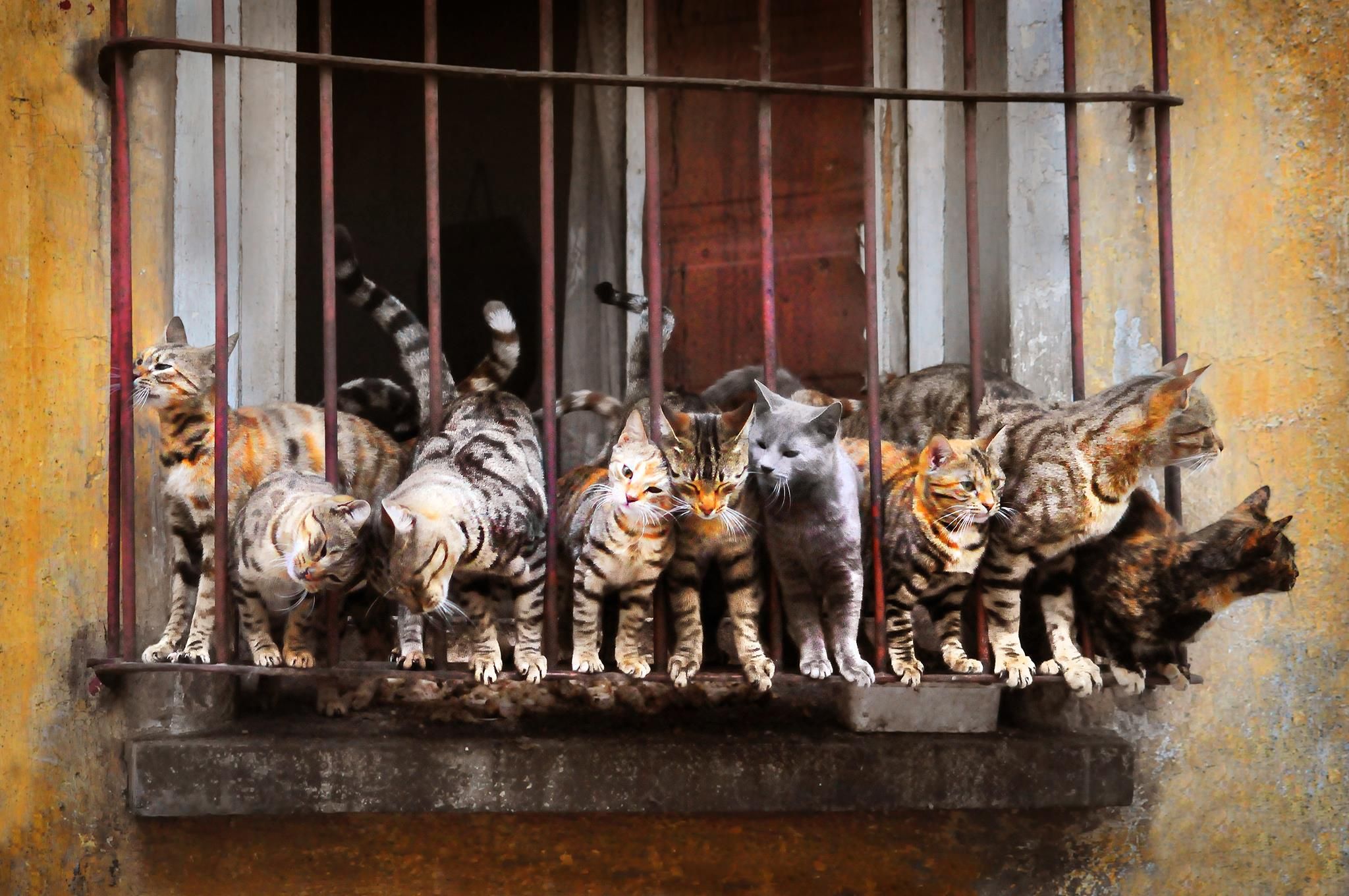 2048x1360, 369 Kb / коты, девять штук, решётка, окно