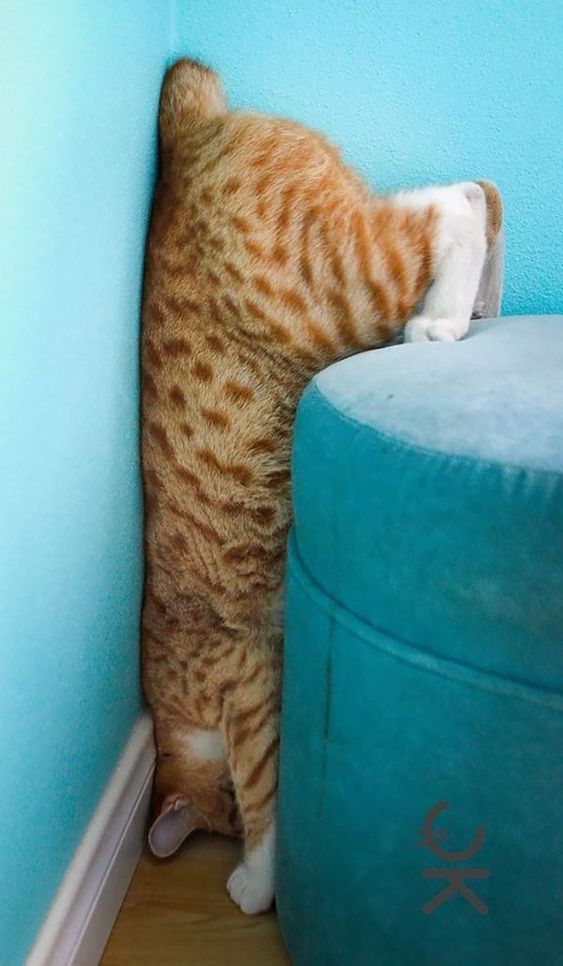 563x966, 65 Kb / кот, кот-еврей, рыжий, без хвоста, вниз головой, спит, пуф