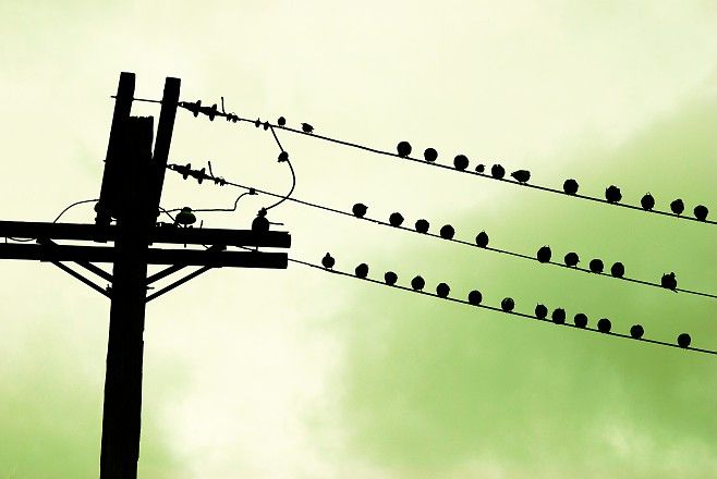 658x440, 30 Kb / столб, провода, птицы