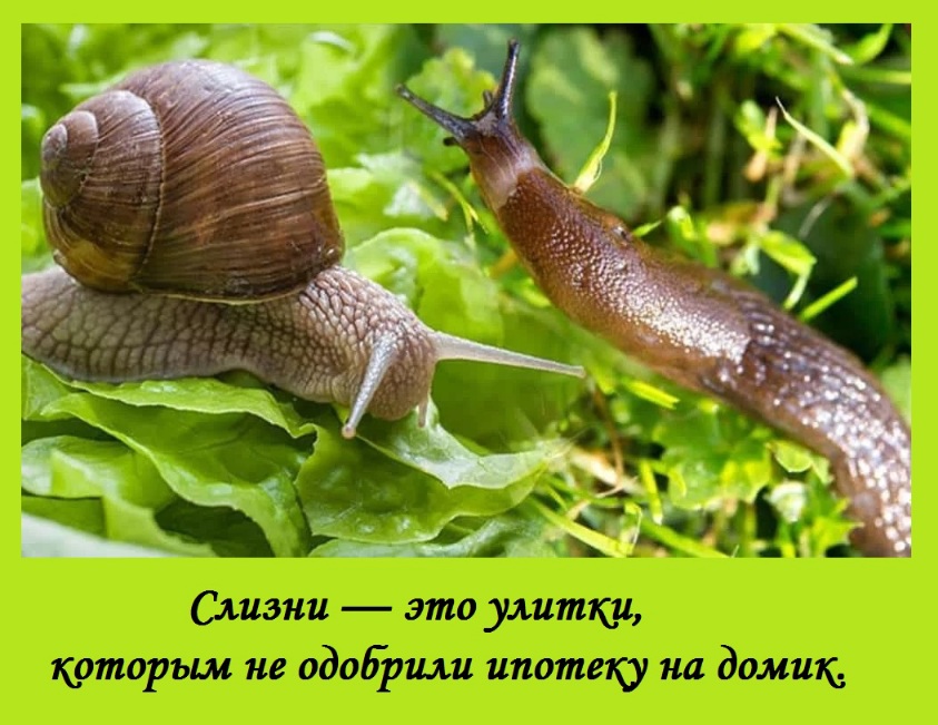 843x651, 156 Kb / Слизни, улитки, ипотека