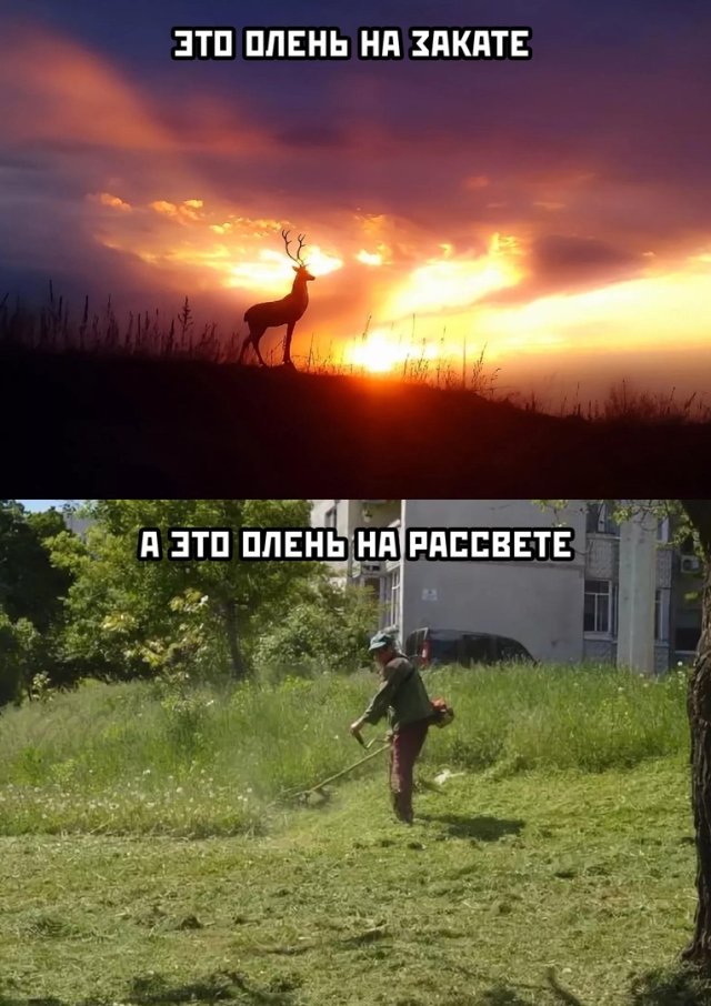 640x906, 104 Kb / закат, рассвет, олень