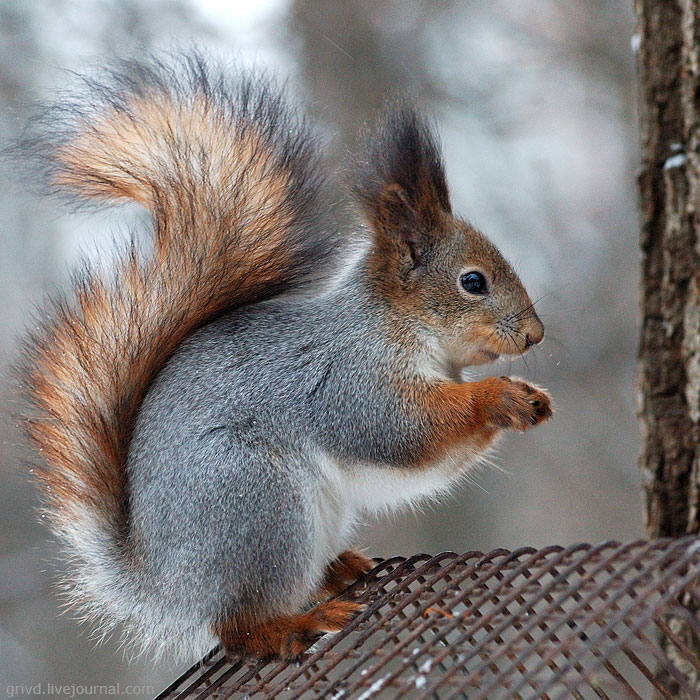 700x700, 154 Kb / белка