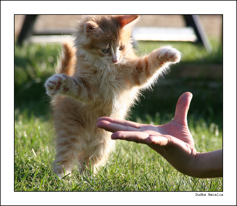 798x694, 147 Kb / котёнок, рука