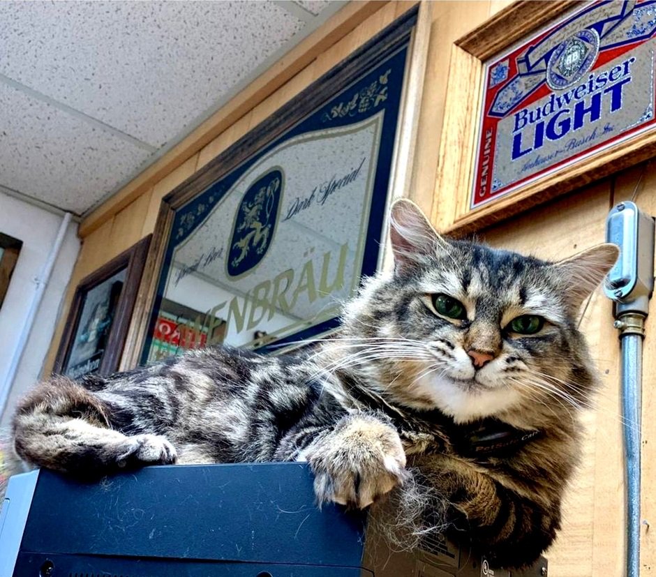 940x827, 191 Kb / кот, алкоголь